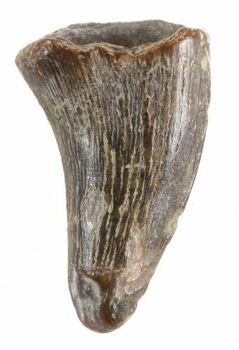 Plesiosaur Tooth - North Sulfur River, Texas #42454